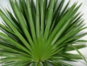 PALMETTO PALMS 10 STEMS 